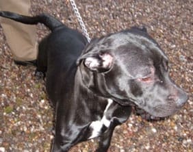 The Staffordshire Bull Terrier found on March 5