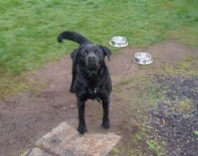 fazeleylabrador The dog found in Fazeley on April 3