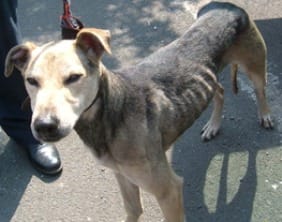 The greyhound found in Lichfield on April 19