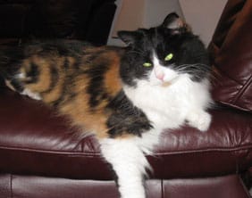 Millie5 Millie the cat