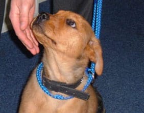 The puppy found at Chasewater on April 5