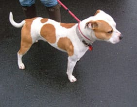 staffie-white The Staffordshire Bull Terrier found in Lichfield on April 4