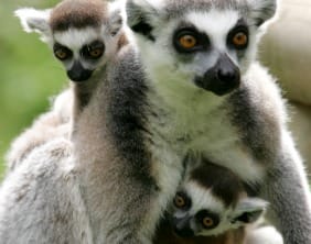 A lemur with the new twins