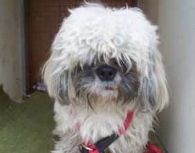 The Shih Tzu found in Lichfield on April 27, 2011