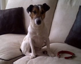 The Jack Russell found in Burntwood The Jack Russell found in Burntwood