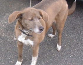 The dog found in Weeford