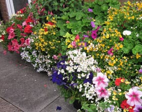 Mrs-M-Boulton,-Winner-Best-Container-or-Trough