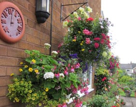 Mrs-M-Boulton,-Winner-Best-Hanging-Basket