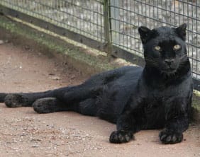 Zilla the black leopard