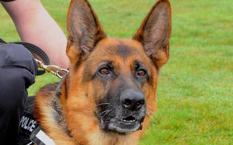 Kash the police dog Kash the police dog