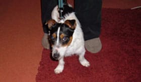 The Jack Russell found in Burntwood The Jack Russell found in Burntwood