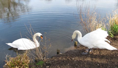 Beacon Park's swans Beacon Park's swans