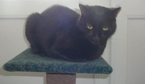 Trevor the cat Trevor the cat