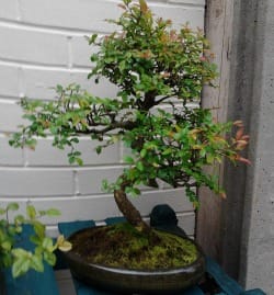 A Bonsai tree A Bonsai tree