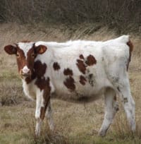 A Limousin/Dutch Holstein cross at Chasewater