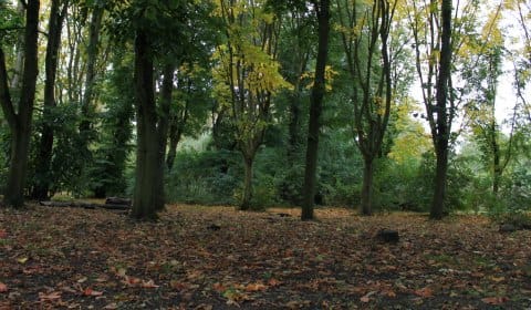 Beacon Park's woodland Beacon Park's woodland