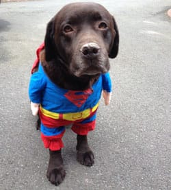 Moose the labrador in his superhero costume