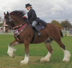 waldburg Waldburg Shire Horse display team