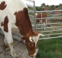 Cattle at Chasewater