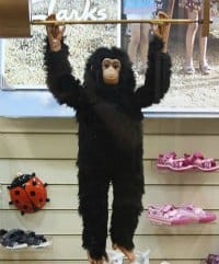 Levi the Monkey in the Friary Shoes window