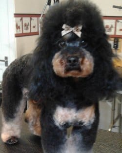 Roy the miniature poodle with his Asian Fusion style