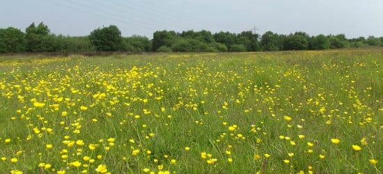 Wildflowers in bloom at Chasewater Country Park