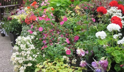 May Boulton's flowers