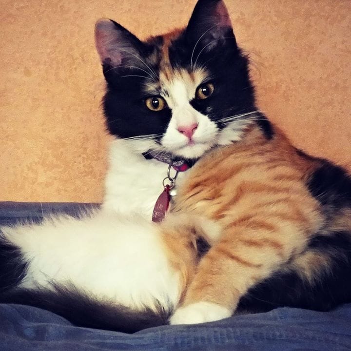 The missing cat