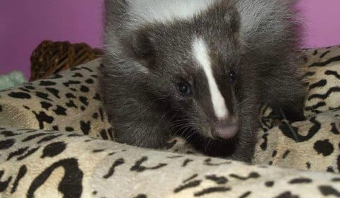 Skittles the skunk. Pic: Critterish Allsorts