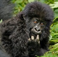 One of Andy Rouse's pictures
