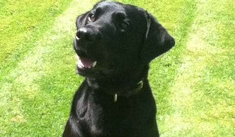 George the police dog