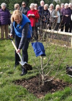 The tree is planted at the National Memorial Arboretum