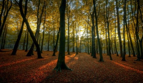 Hopwas Woods. Pic: Bs0u10e01