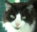 Billy the cat