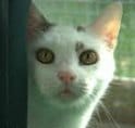 Eddie the cat