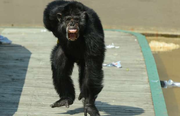 Drayton Manor primate