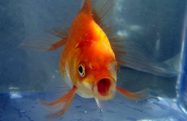 Goldfish. Pic: Pogrebnoj-Alexandroff
