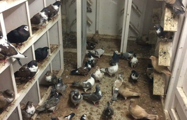 Some of the pigeons in the shed before the break-in