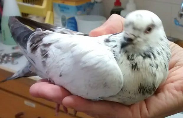 The pigeon found in Lichfield