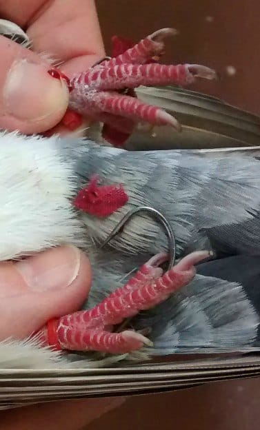 A hook in the pigeon's feet