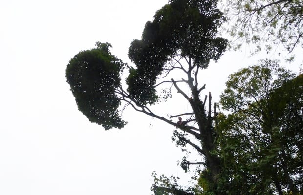 Unauthorised work being carried out on the protected tree
