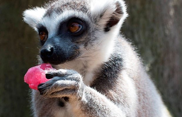 A lemur at Drayton Manor keeping cool with a frozen treat