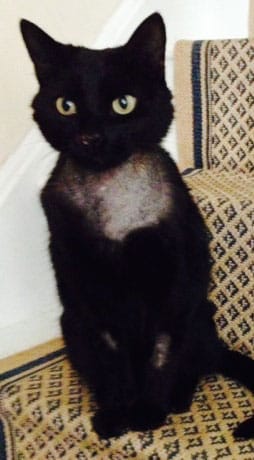 Tom the cat