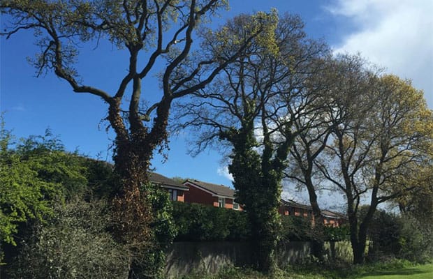 The oak trees on land behind Boulton Close. Pic: Lichfield District Council