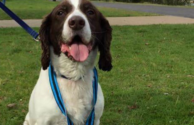 Retired police dog Finn at the last Big Dog Jog