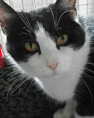 Pente the cat