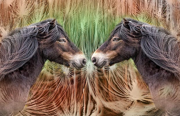 Wild Horses by Robert Ings