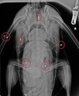 An x-ray showing the pellets embedded in the swan
