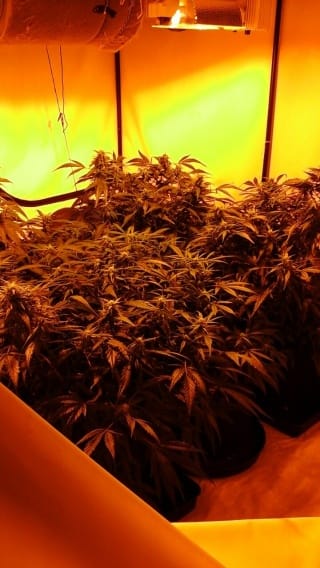 The cannabis factory found in Lichfield