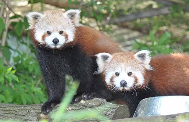 Red pandas Tika and Pema
